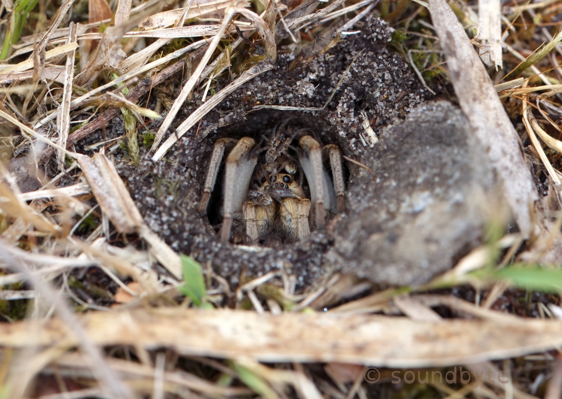 Wolf spider hole in the lawn