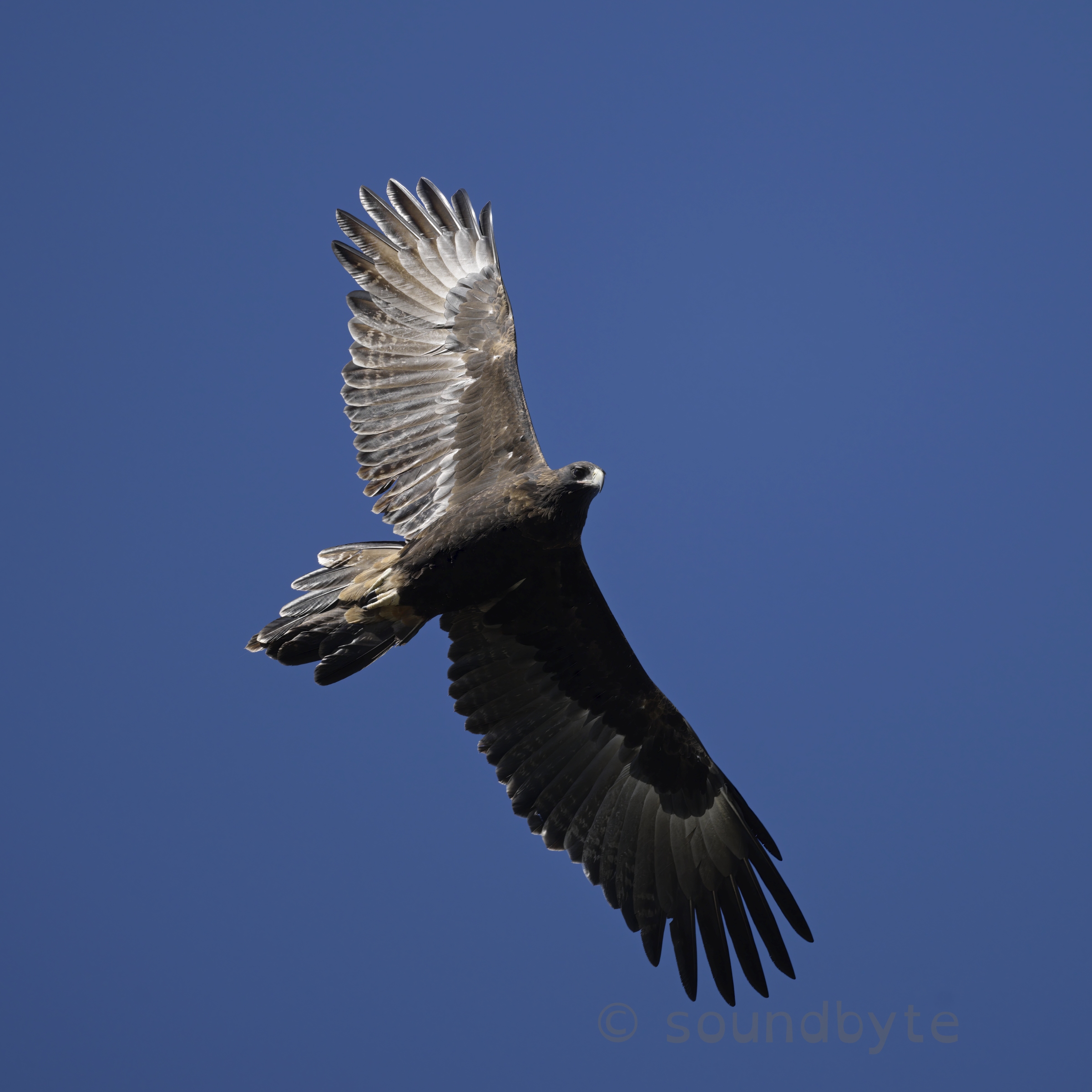 Wedge-tailed Eagles, second day on site, 010524. | Backcountry Gallery ...