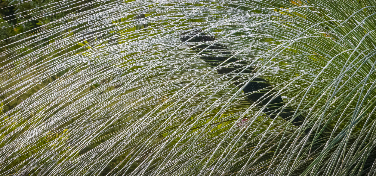 Xanthorrhoea glauca