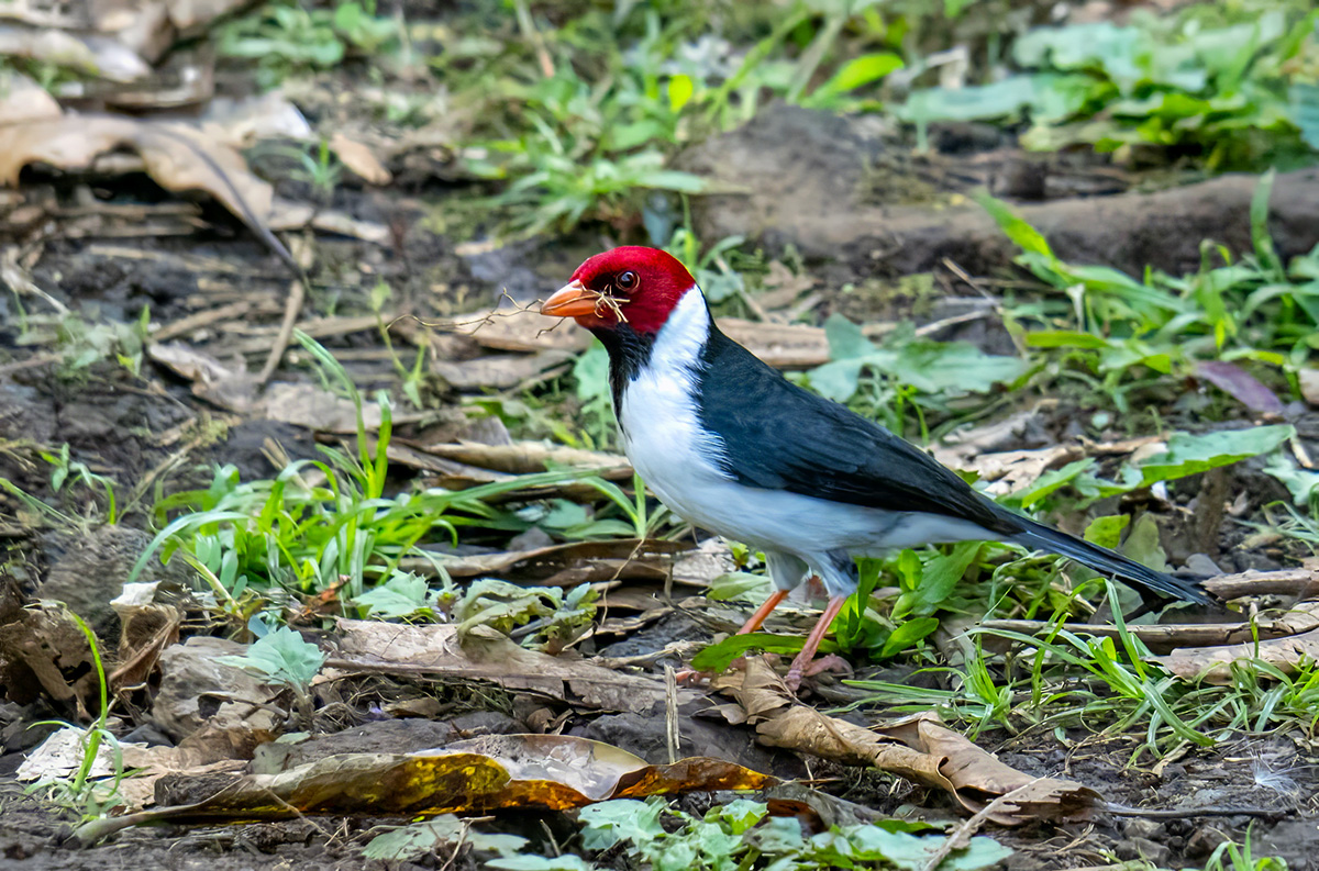 Yellow Billed Cardinal BCG P1052575.jpg