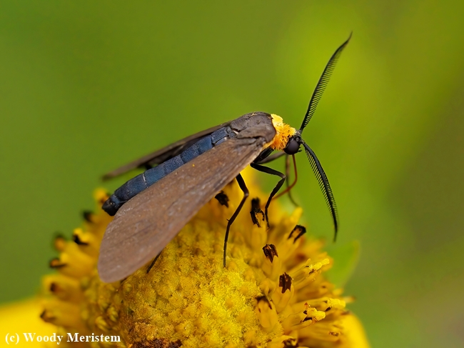 Yellow-collared Scape Moth.JPG
