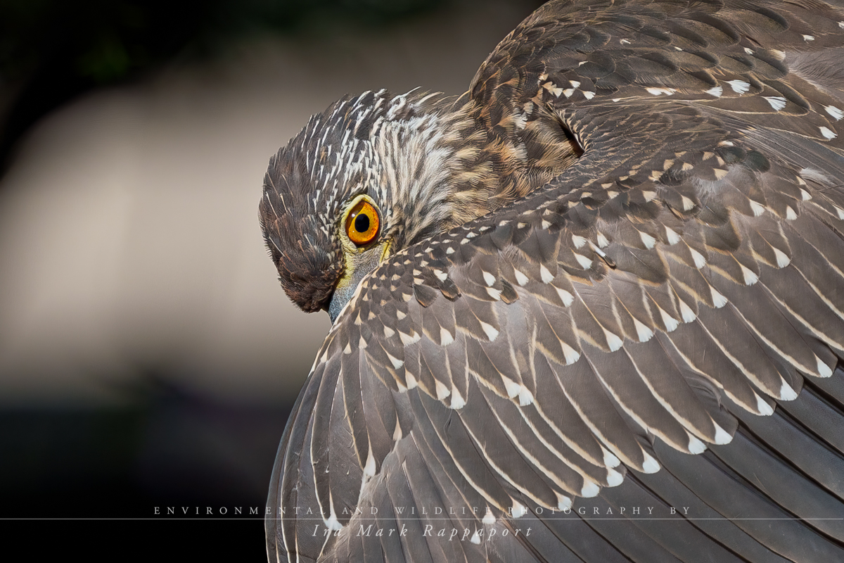 Yellow-crowned Night Heron-10.jpg