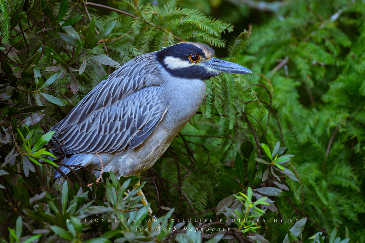 Yellow-crowned Night Heron-9.jpg