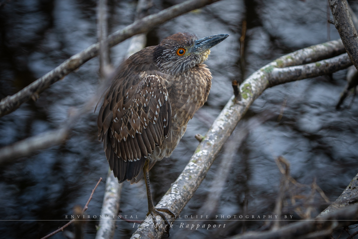 Yellow-crowned Night Heron -immature.jpg