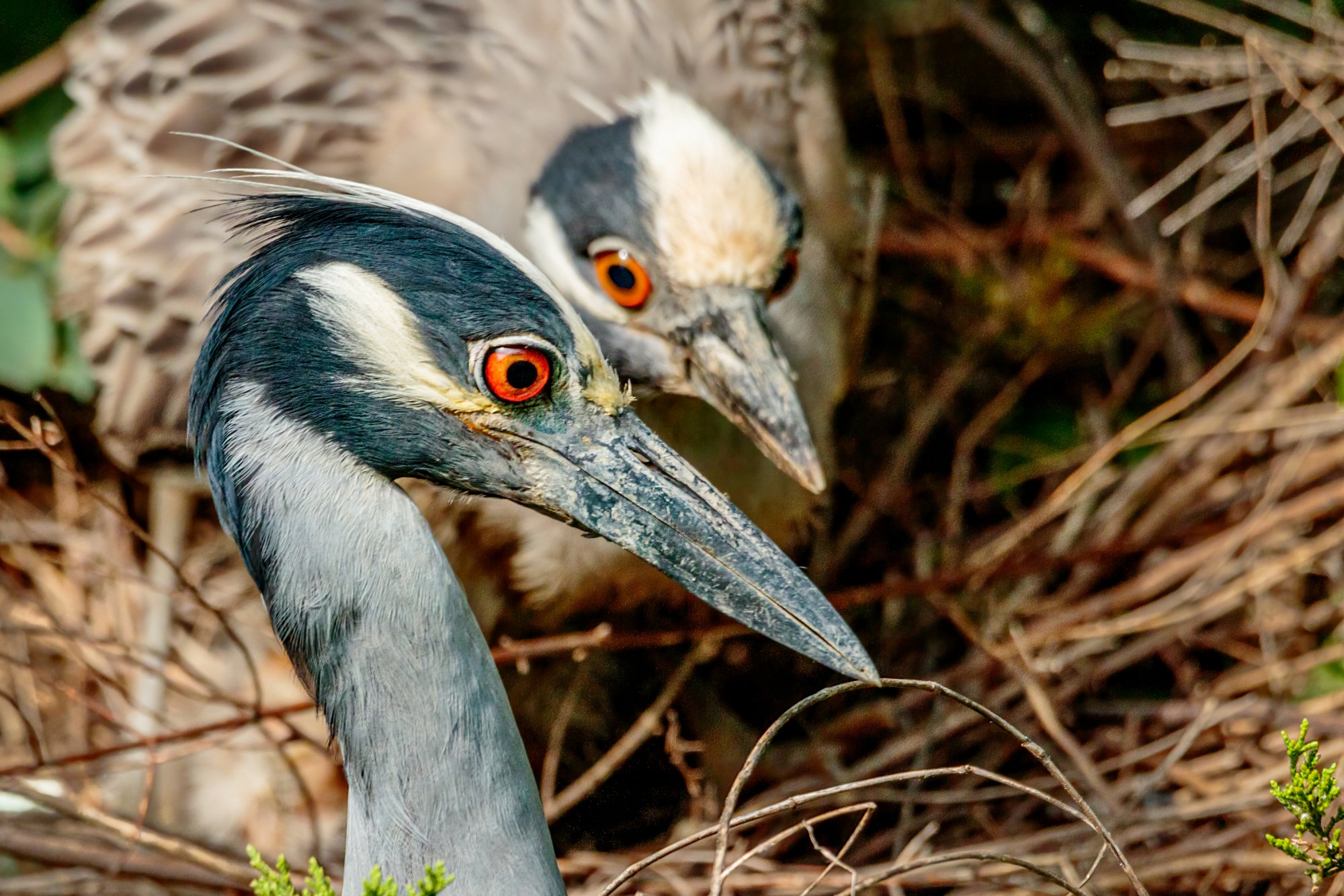 Yellow Crowned Night Heron PR on Nest 6-8-21.jpg