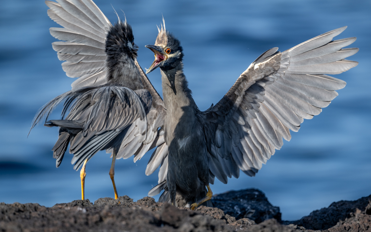 Yellow-Crowned Night Herrons.jpg