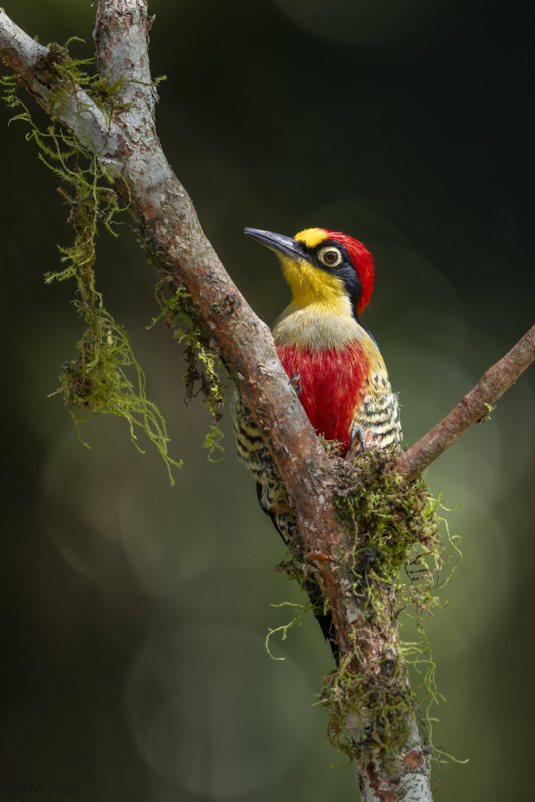 Yellow-fronted Woodpecker caught in a beam of light copy.jpg