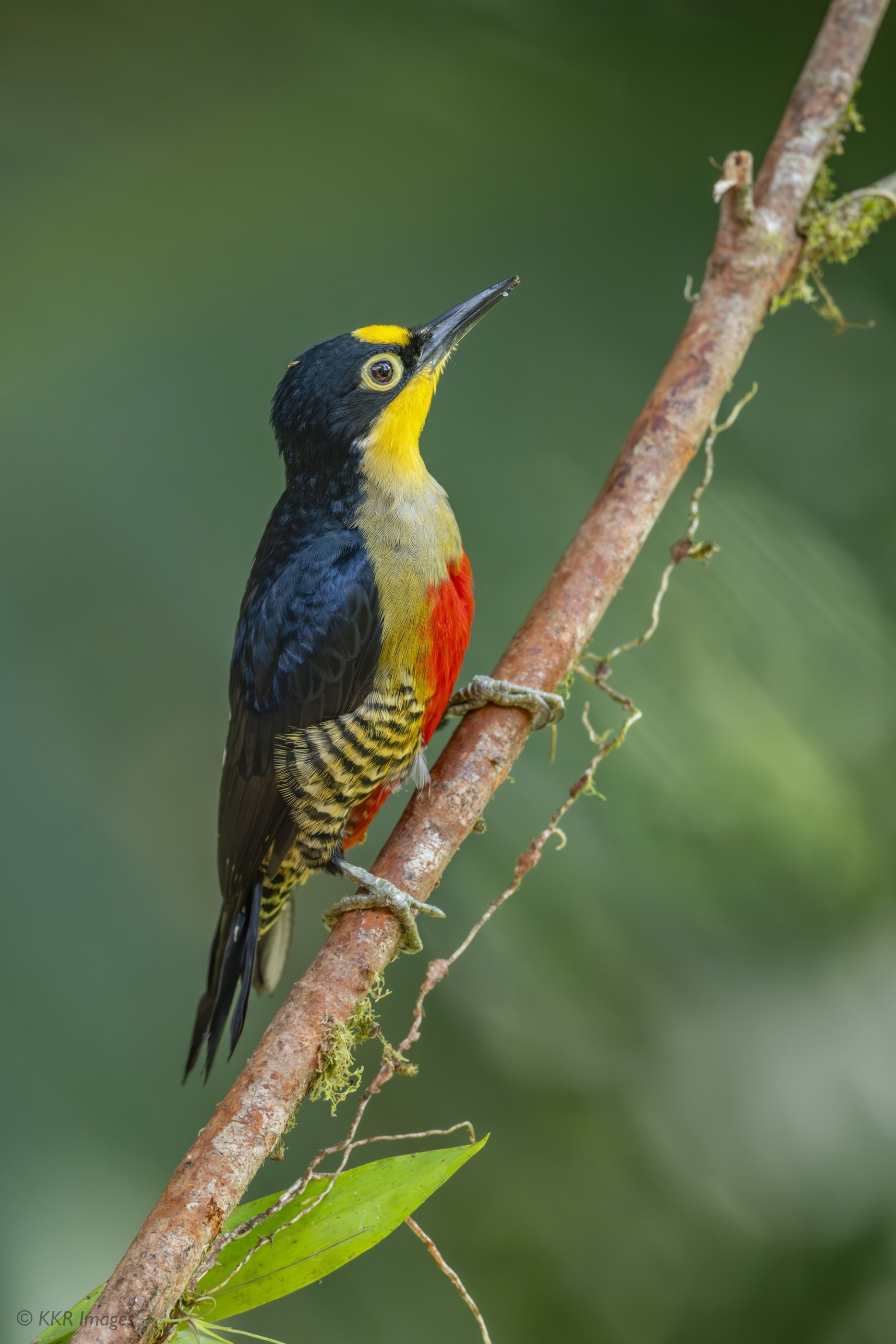 Yellow-fronted Woodpecker (F) copy.jpg