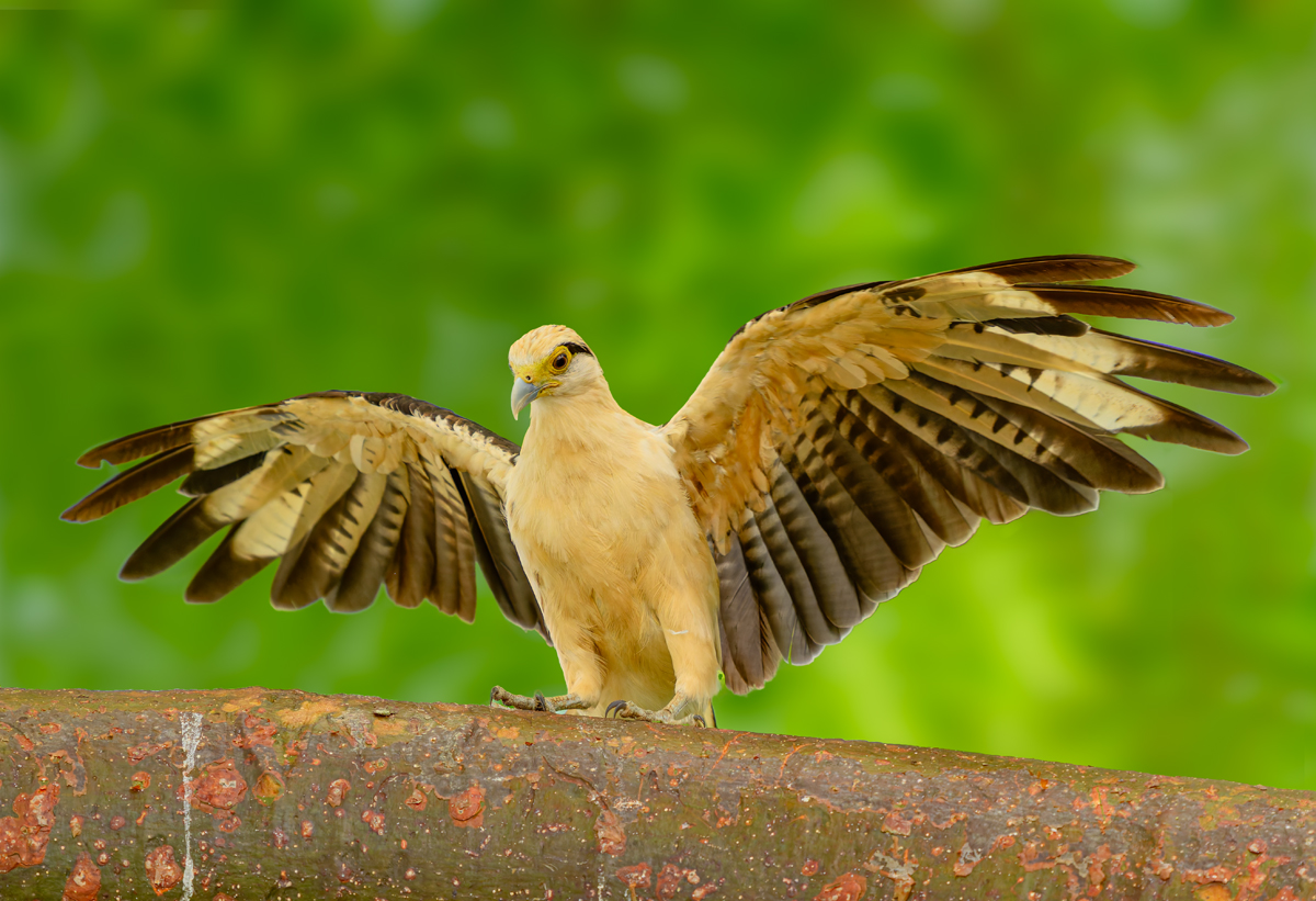 Yellow-headed_CaraCara_BCG_Z9N9573.jpg