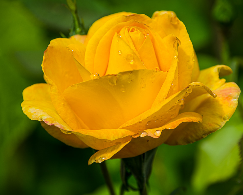 Yellow rose after the rain-.jpg