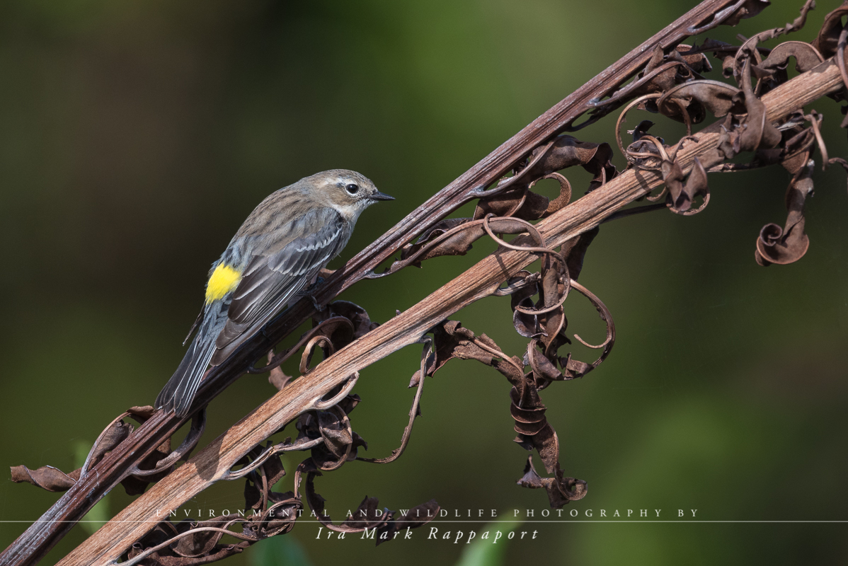 Yellow-Rump Warbler-Edit.jpg