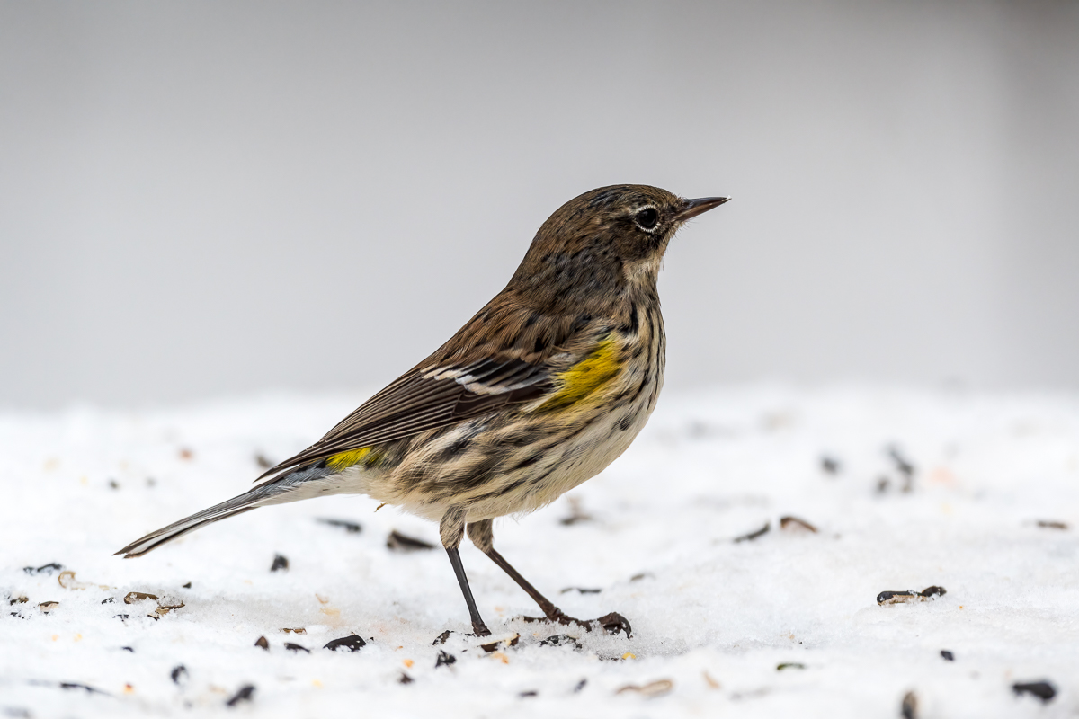 Yellow-rumped Warbler-1210-IMG_00001.jpg