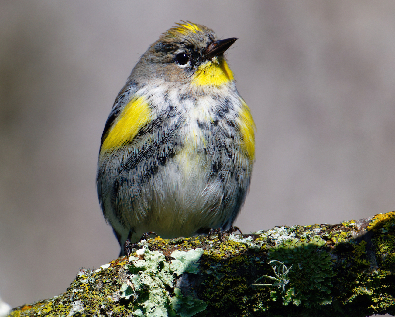 yellow-rumped warbler.jpg