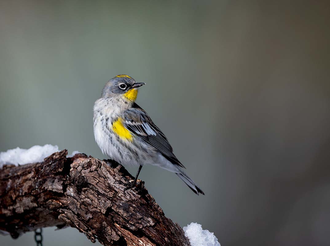 Yellow-rumped Warbler  Tony Battiste's 850_194612272020.jpg