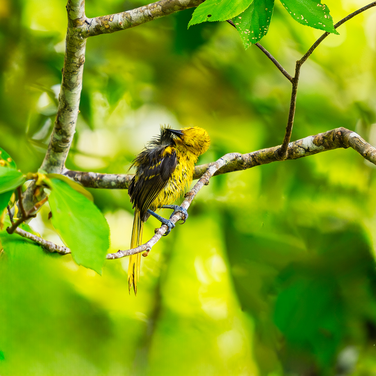 Yellow-tailed_Oriole_BCG_Z9N9991.jpg