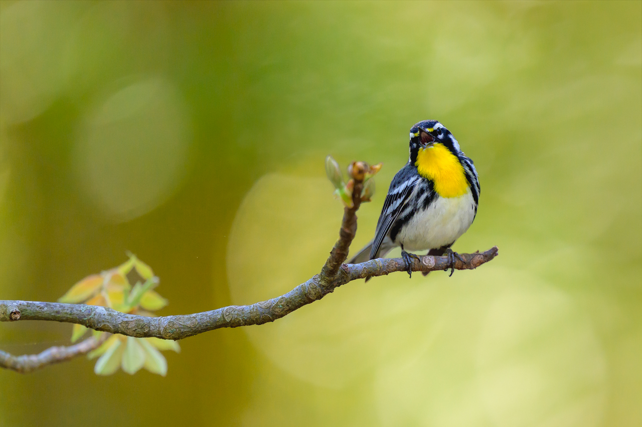 Yellow-throated Warbler in Song2.jpg