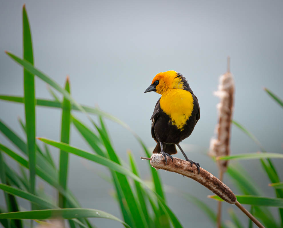 yellowhead blackbird male chest.jpg
