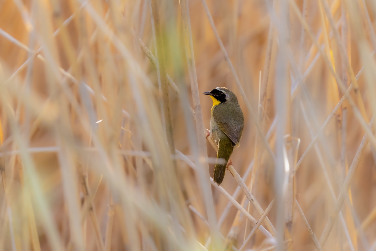 yellowthroat 3301-2 BCG-.jpg