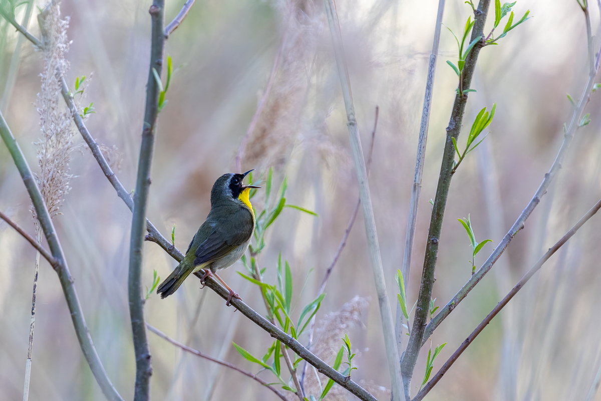 yellowthroat 4399 BCG-.jpg