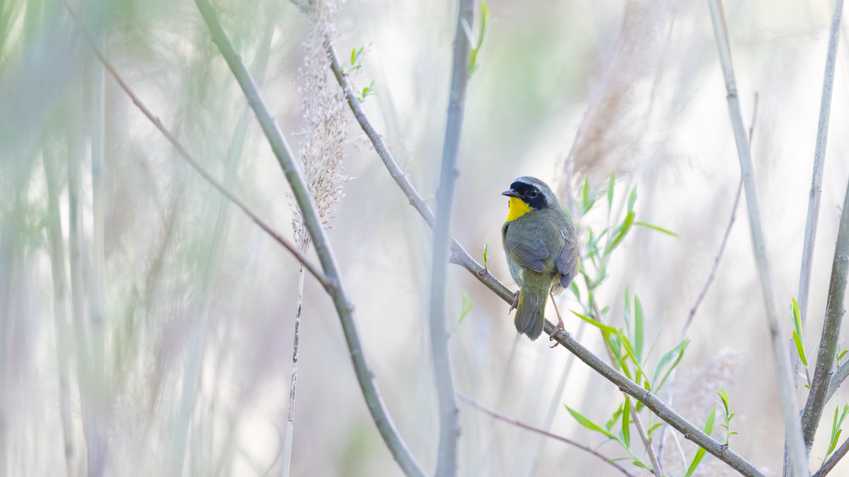 yellowthroat 4472-3 BCG-.jpg