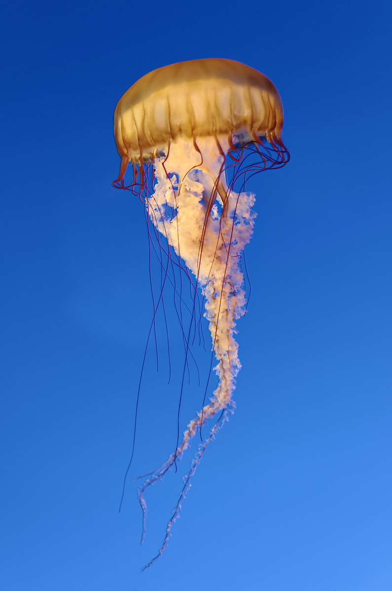 YellyfishO.jpg