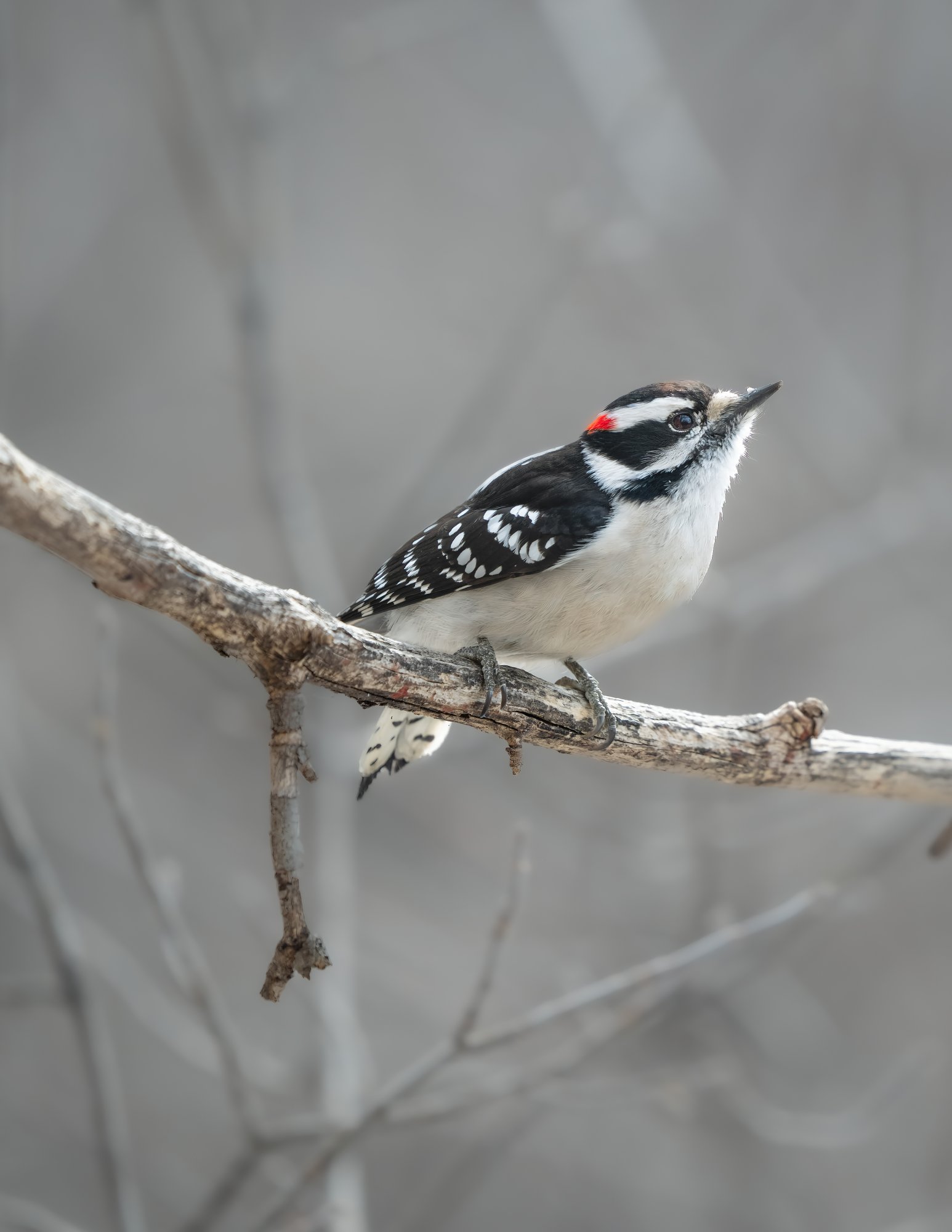 yet another downy woodpecker shot.jpg