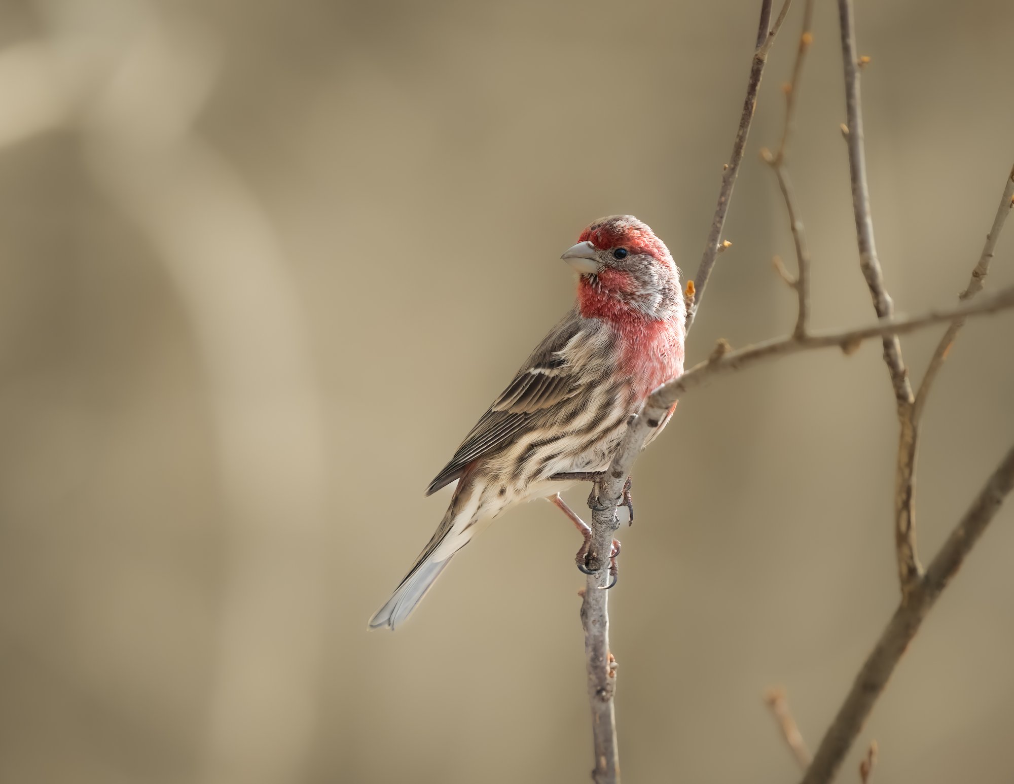 yet another house finch shot.jpg