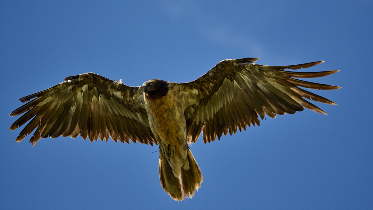 Young bearded vulture.jpg