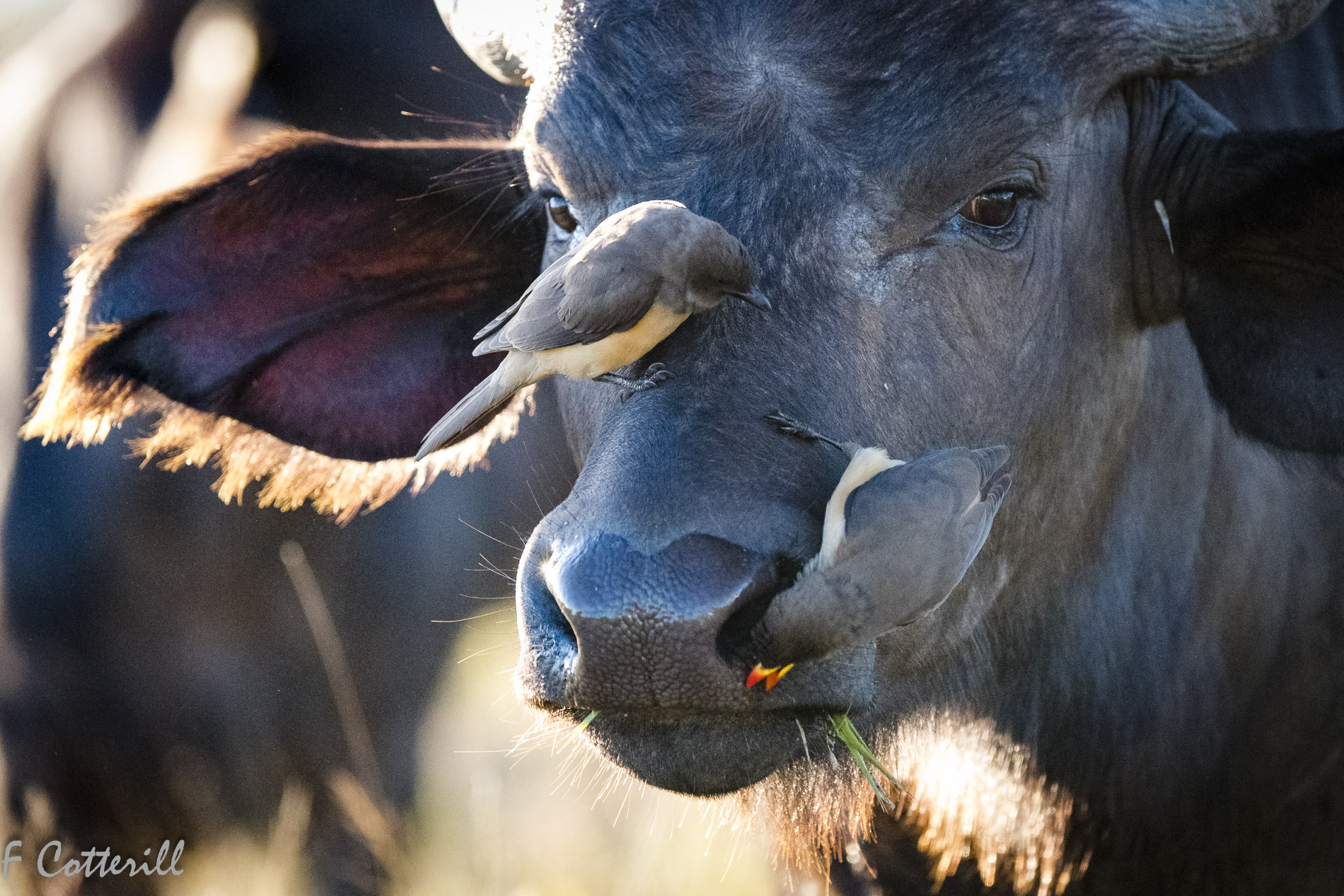 Young Buffalo with oxpeckers on muzzle backlit_June2022-57915.jpg