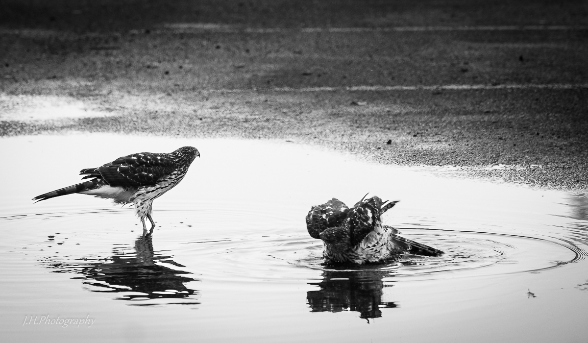 Young Cooper Hawks Bathing.B&W.jpg