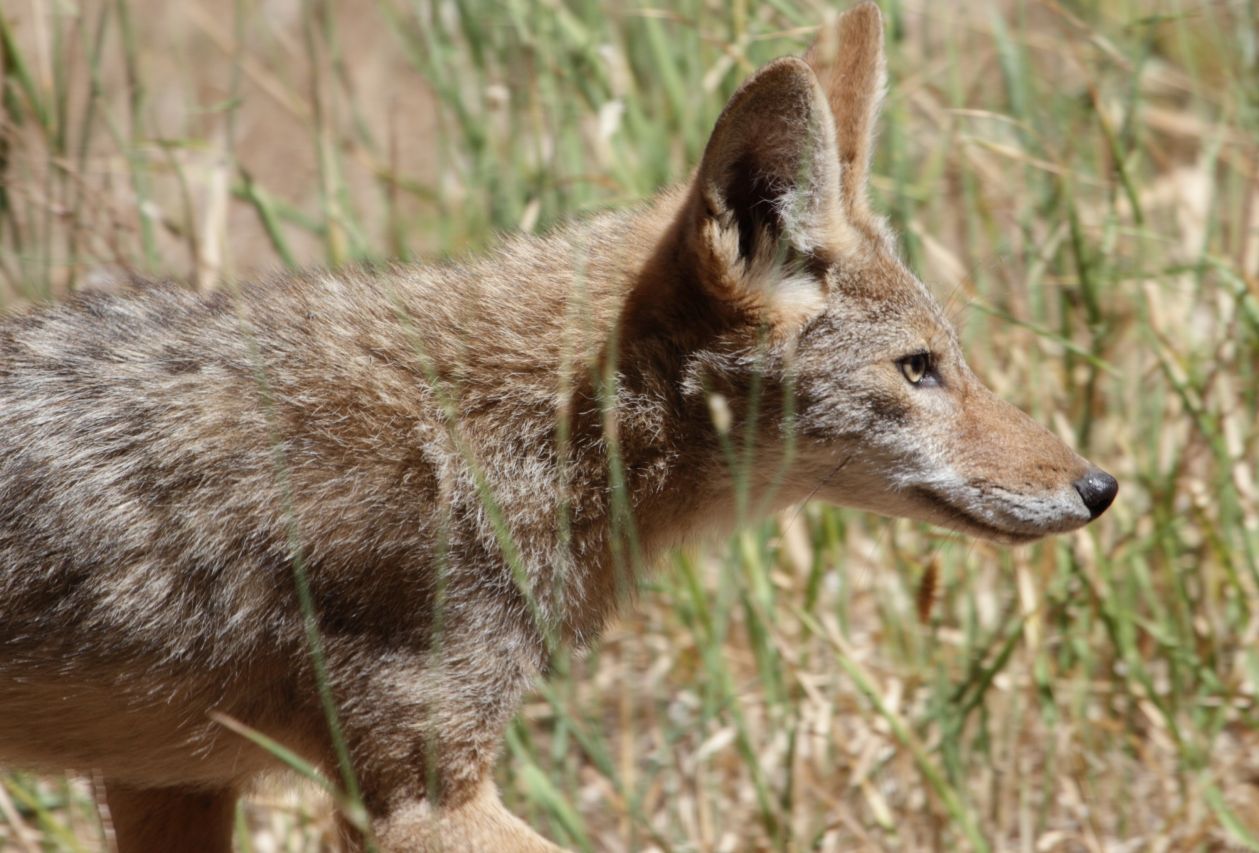 Young Coyote.jpg