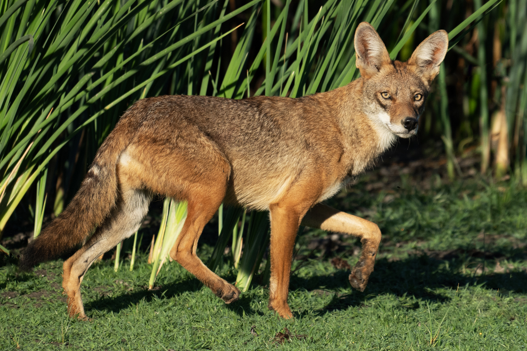 YOUNG COYOTE ON THE RUN _DSC0124.jpg