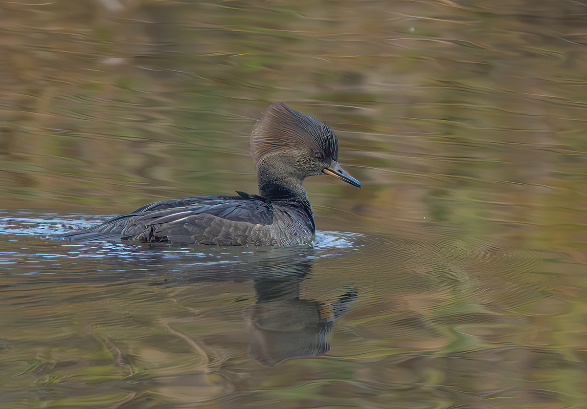 young merganser at floodway nice light 2654.jpg