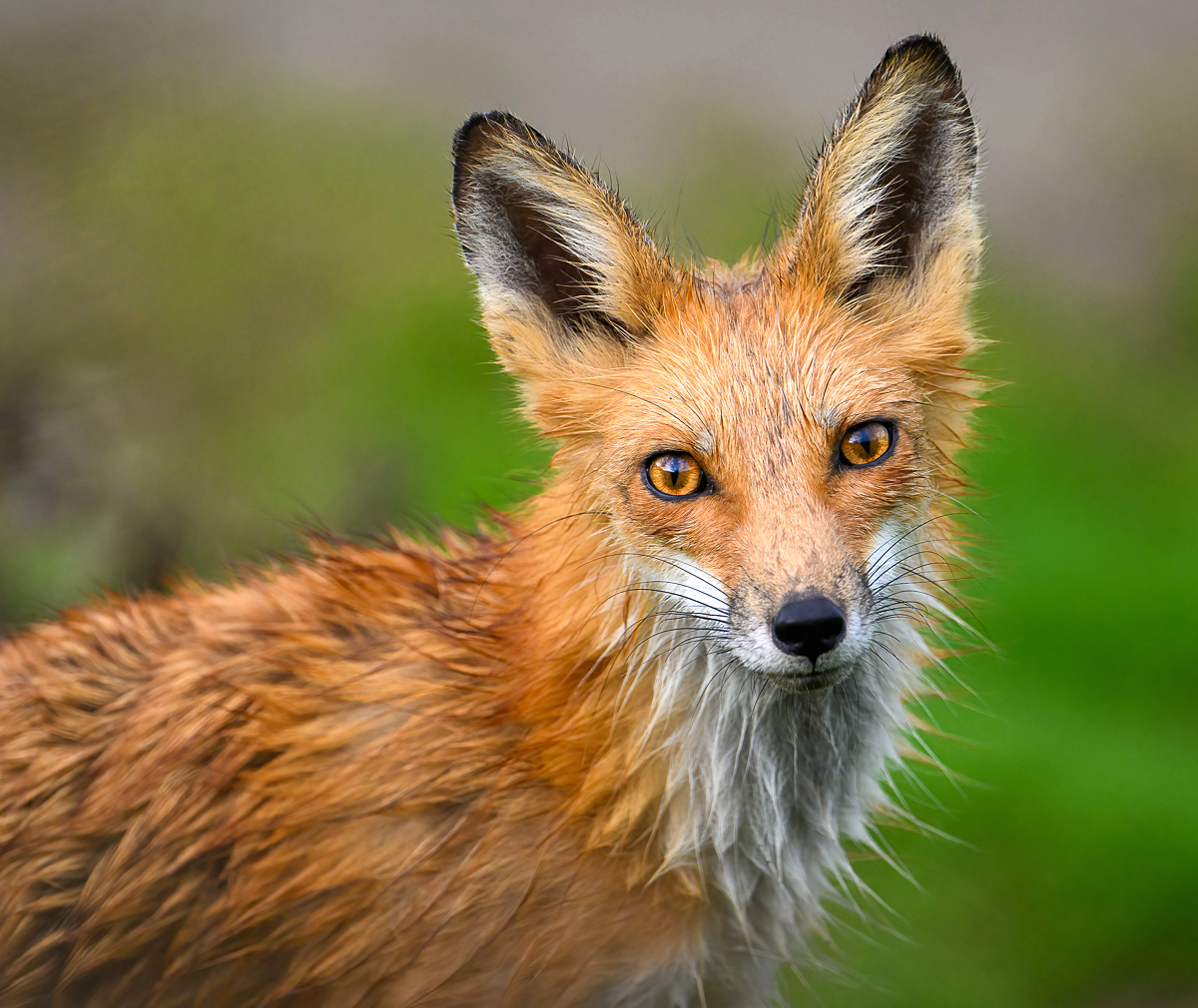Young red fox-sh.jpg
