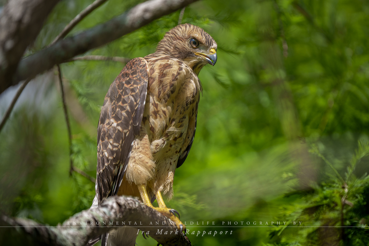 Young Red-shouldered Hawk Chick branching.jpg