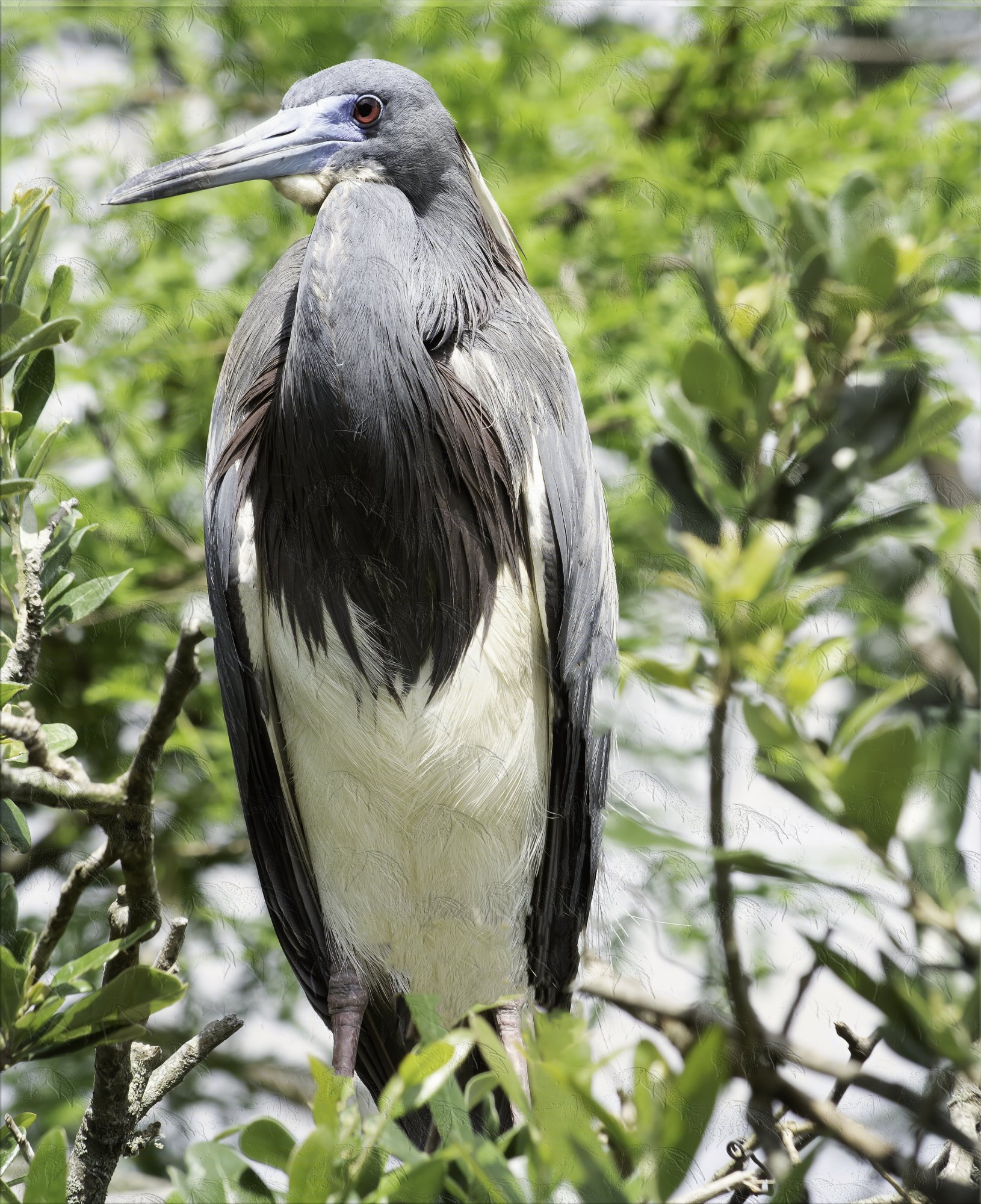 Youngblue heron cop2.jpg