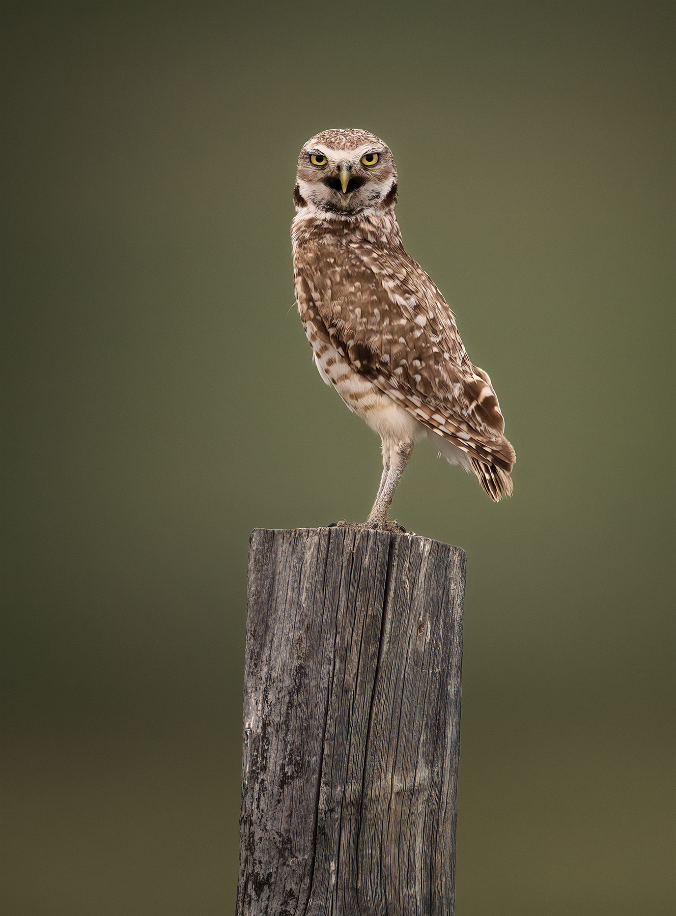 z burrowing owl 3.jpg