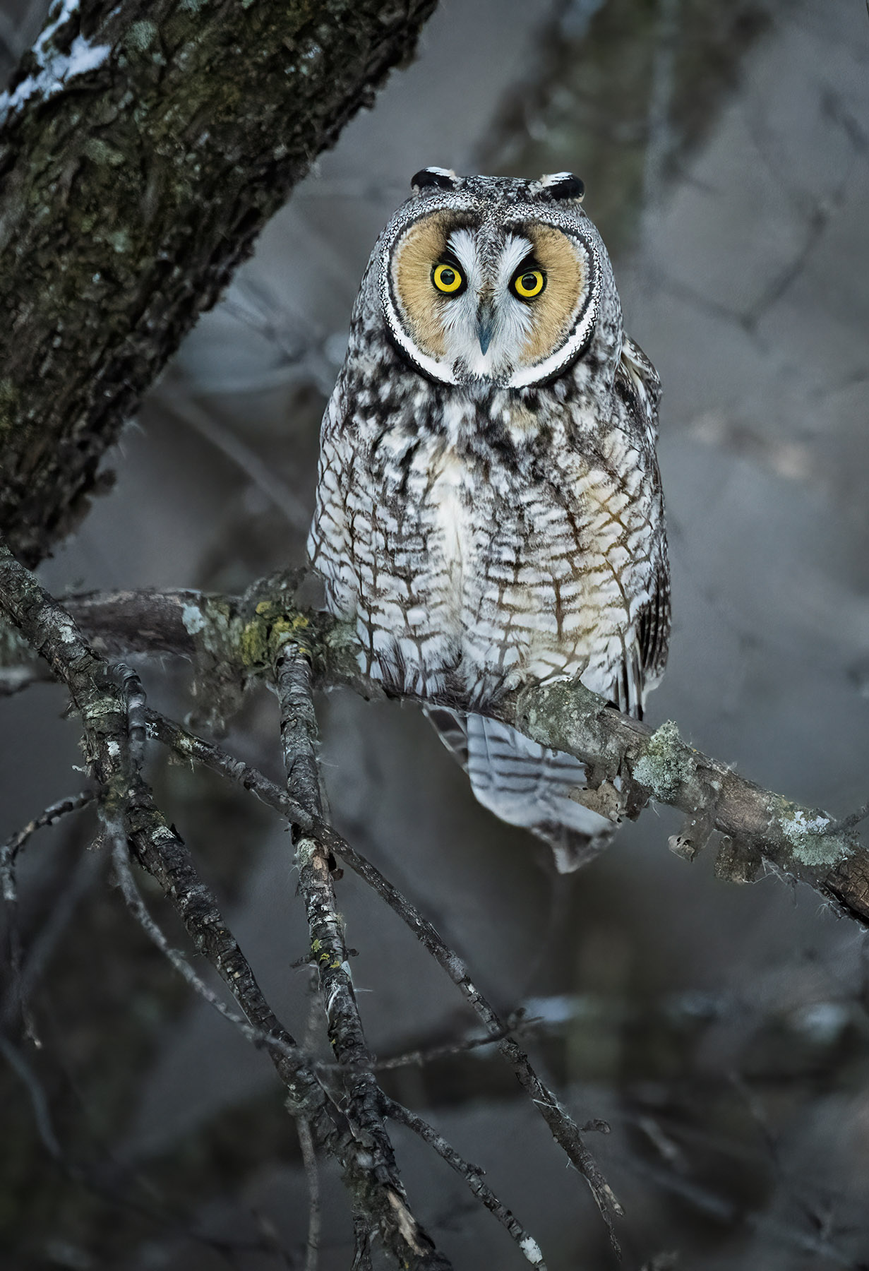 z long eared owl.jpg