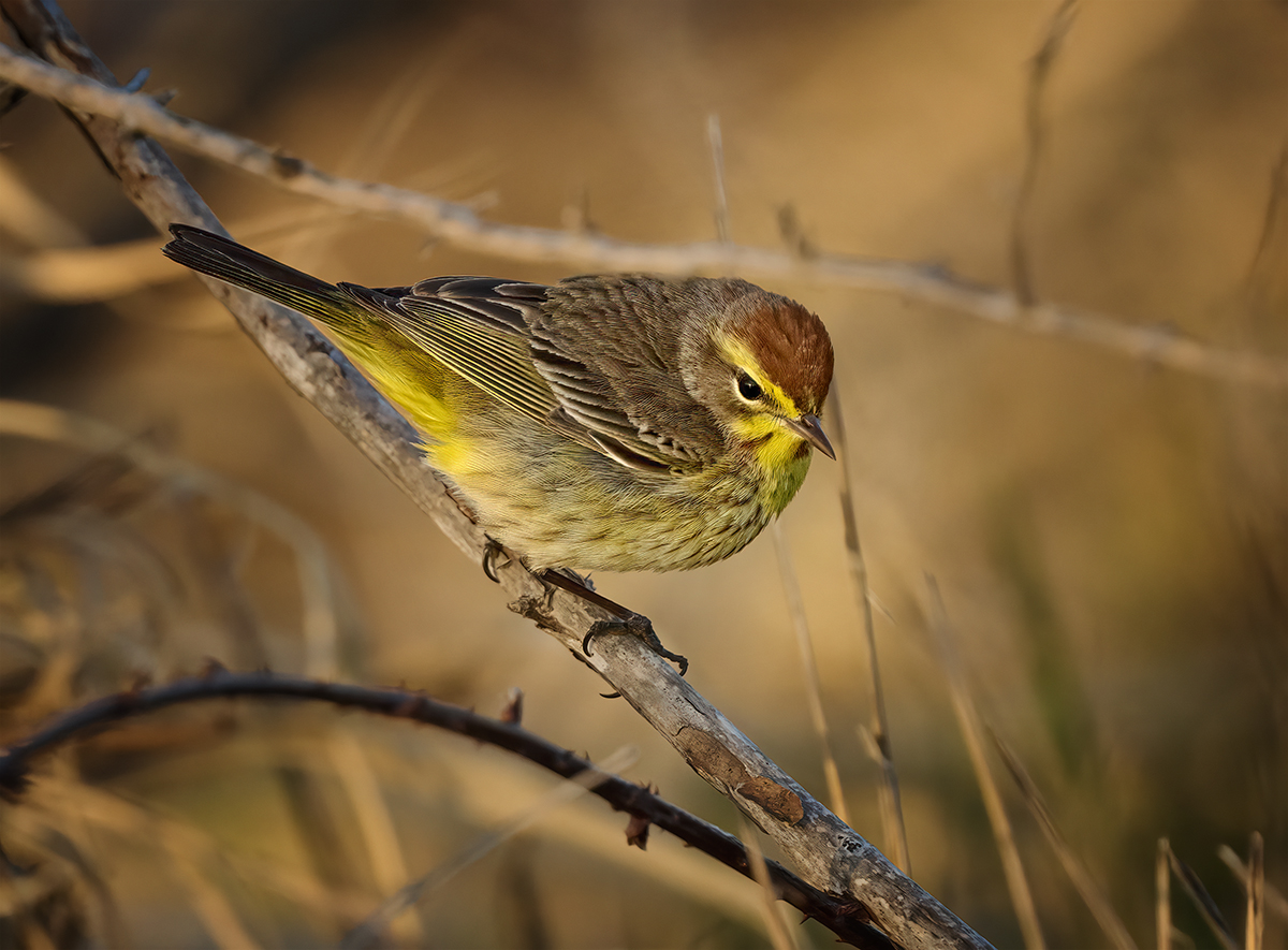 z palm warbler 2.jpg