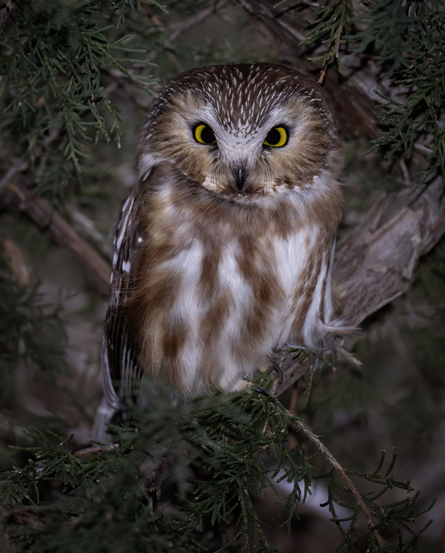 z saw whet owl 5.jpg