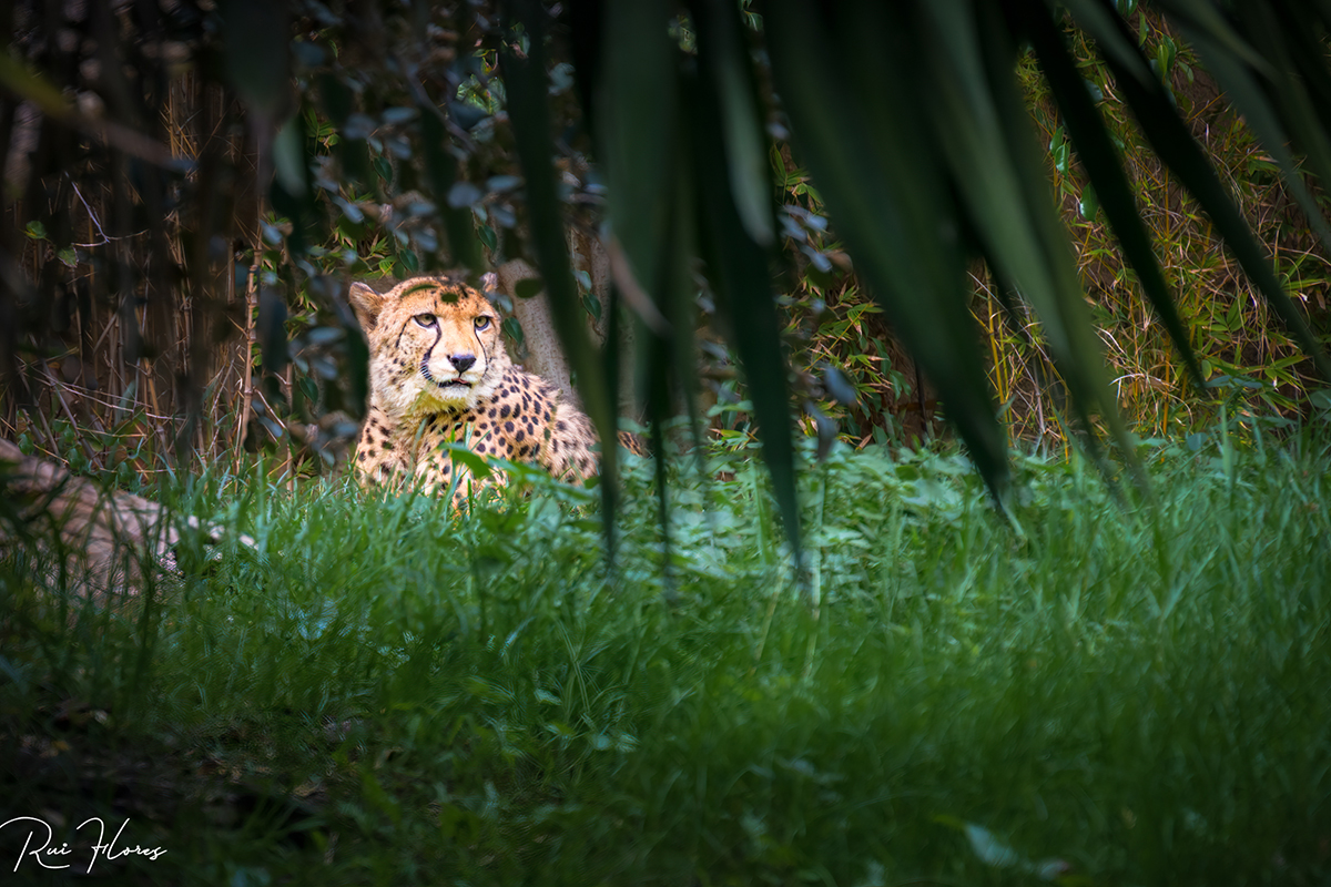 Z7-ARF_0572-wildlife-Edit-Edit-Edit.jpg