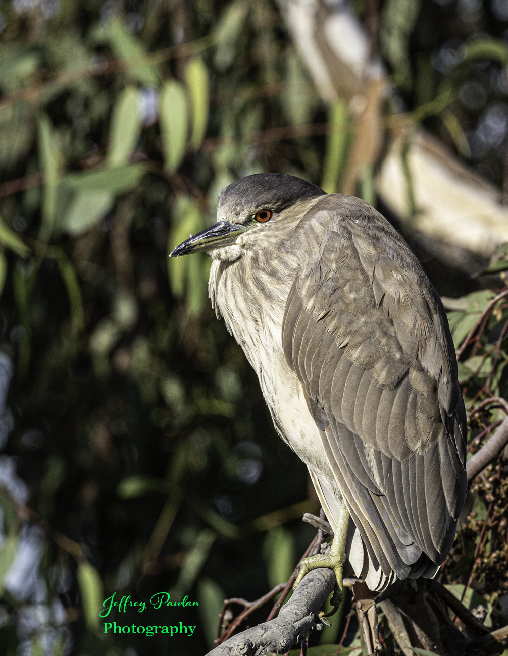 Z996485 Black crowned night heron BCG.jpg