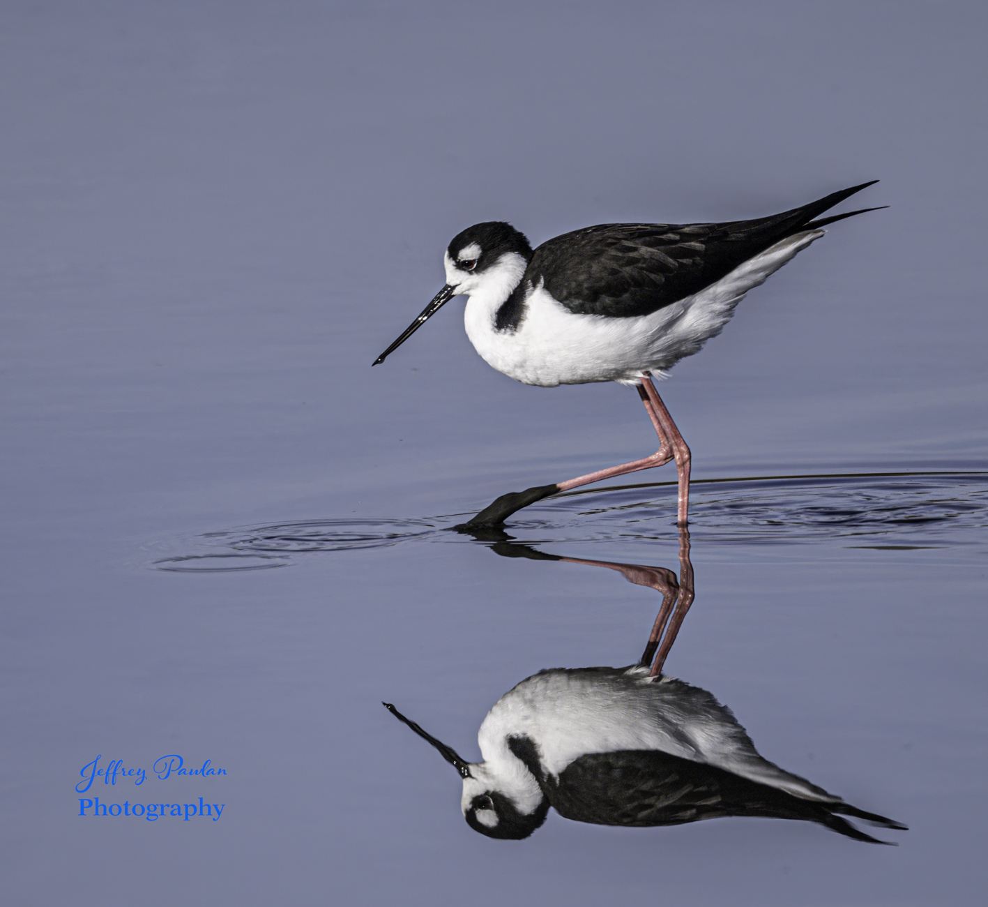 Z996504 black necked stilt BCG.jpg