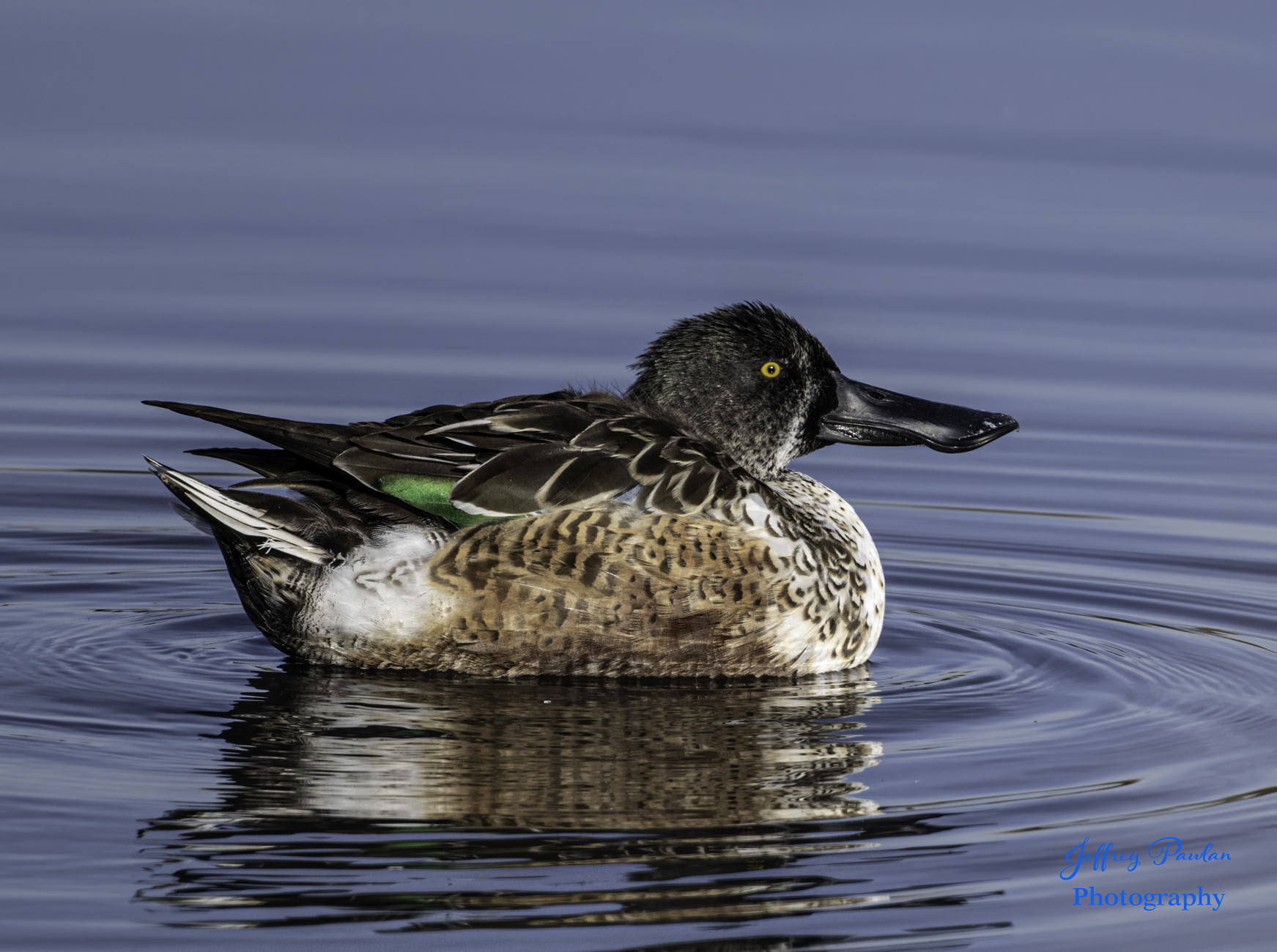 Z996507 Northern Shoveler BCG.jpg