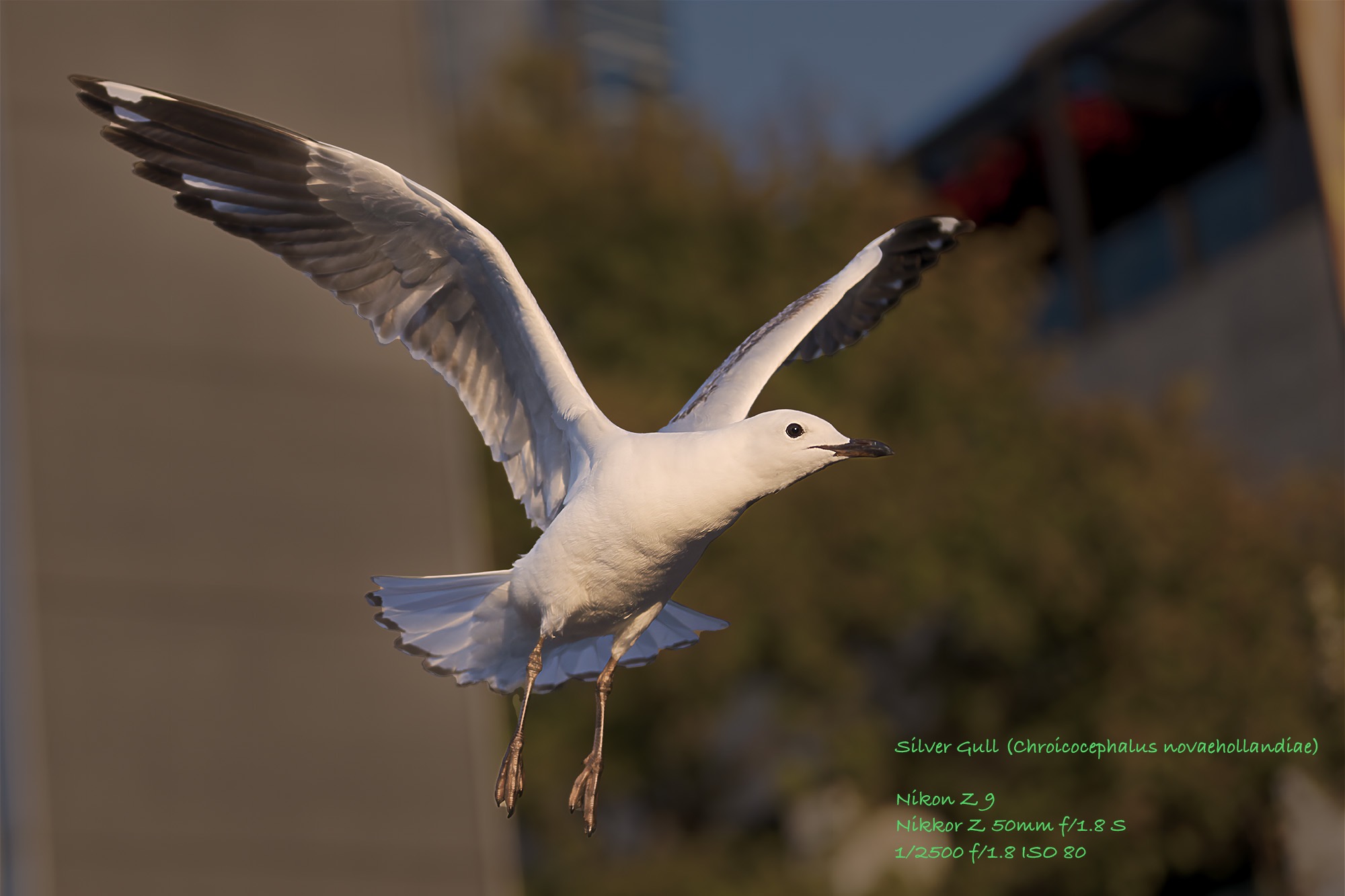 Z9P_0159_PL7_Silver_Gull_2K.jpeg