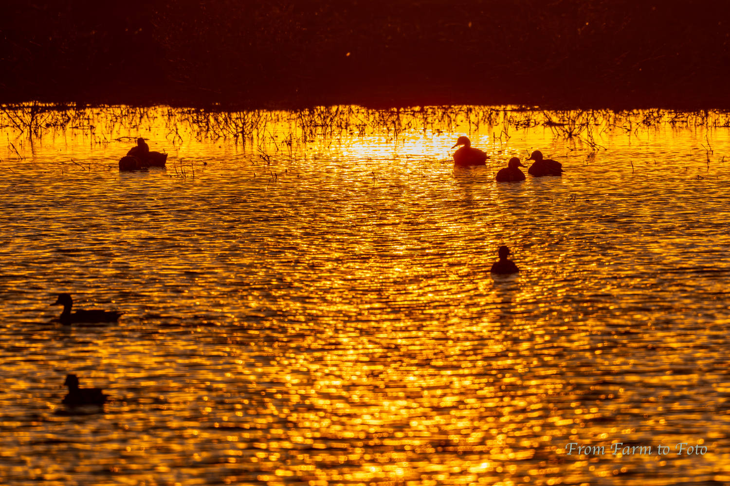 Sandhill Cranes and Northern Pintails at Sunset | Backcountry Gallery ...