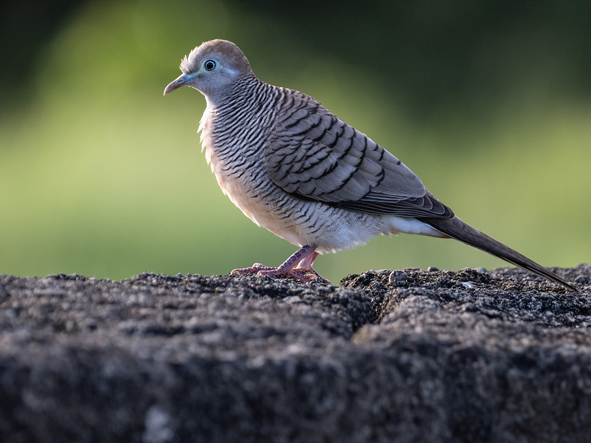 Zebra Dove BCG P9041279.jpg