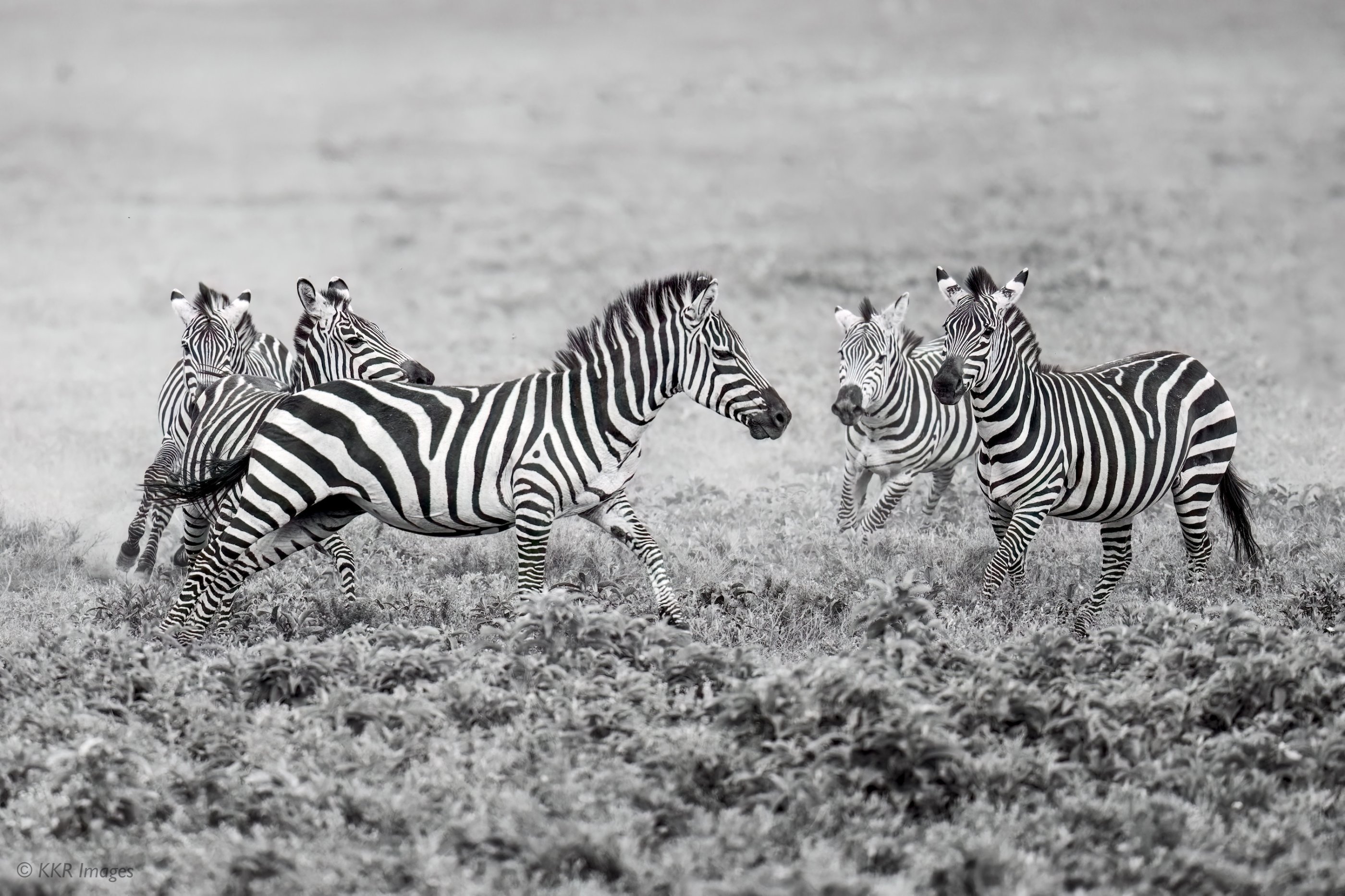 Zebra males chasing each other.jpg