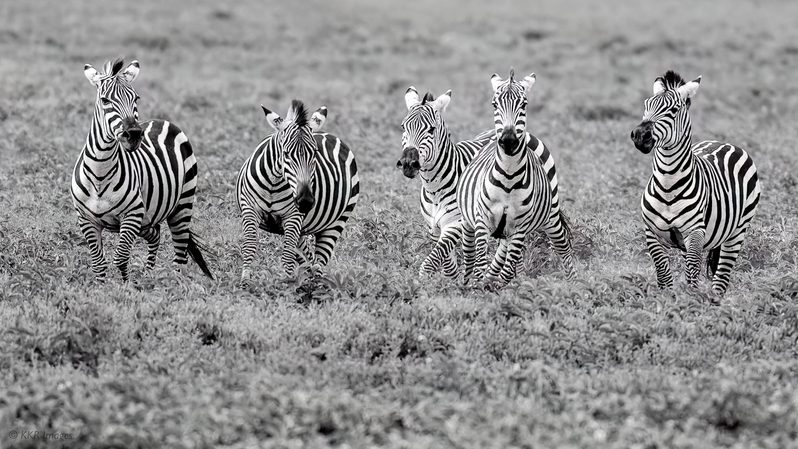 Zebra males running together across the Serengeti (B&W).jpg