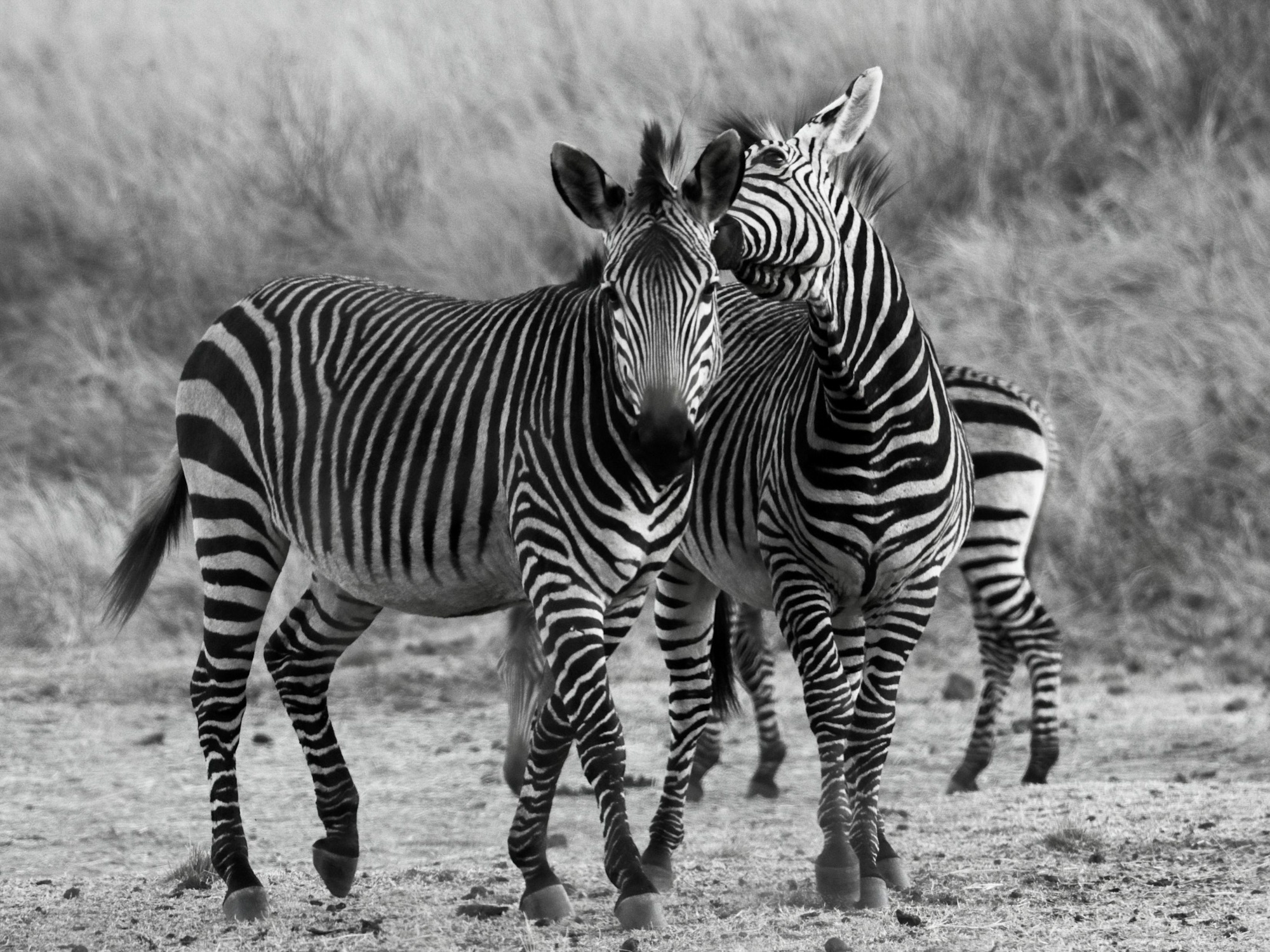 Zebra Whisper.jpg